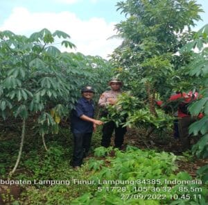 Pola Tumpang Sari Yang Berhasil di atas bekas Lahan Kritis